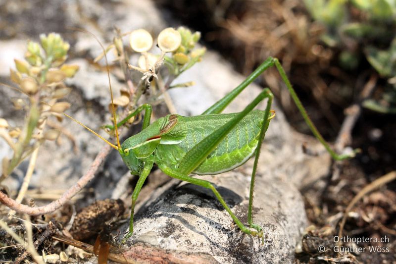 Isophya costata ♂ - AT, Niederösterreich, Braunsberg, 24.05.2015