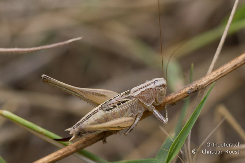 Tessellana nigrosignata ♀ - GR, Zentralmakedonien, Alistrati, 07.07.2013