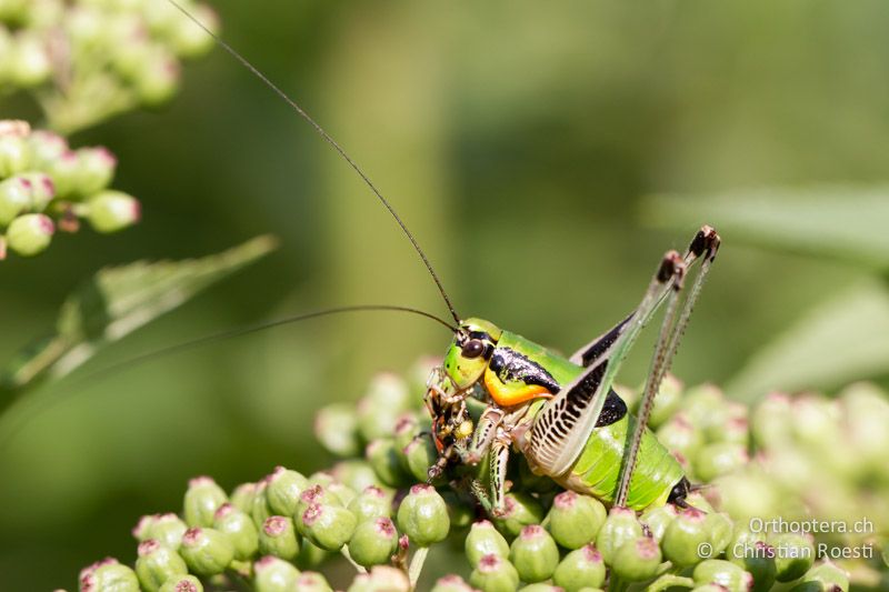 Eupholidoptera schmidti ♂- GR, Westmakedonien, Kratero, 11.07.2013