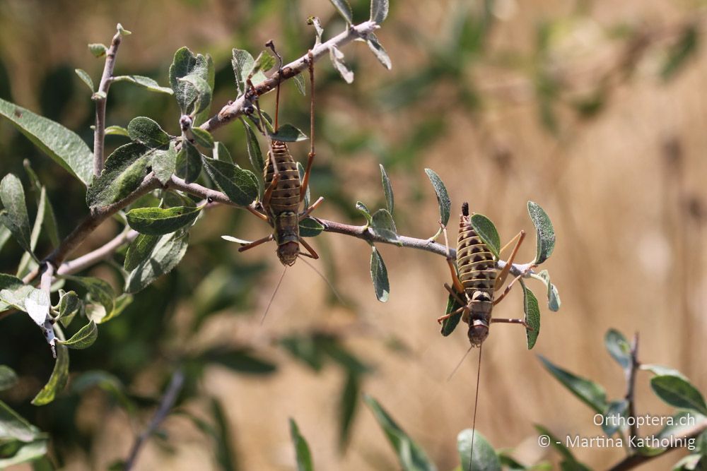 Balkan-Sattelschrecke (Ephippiger discoidalis) - HR, Istrien, Premantura, 22.07.2015