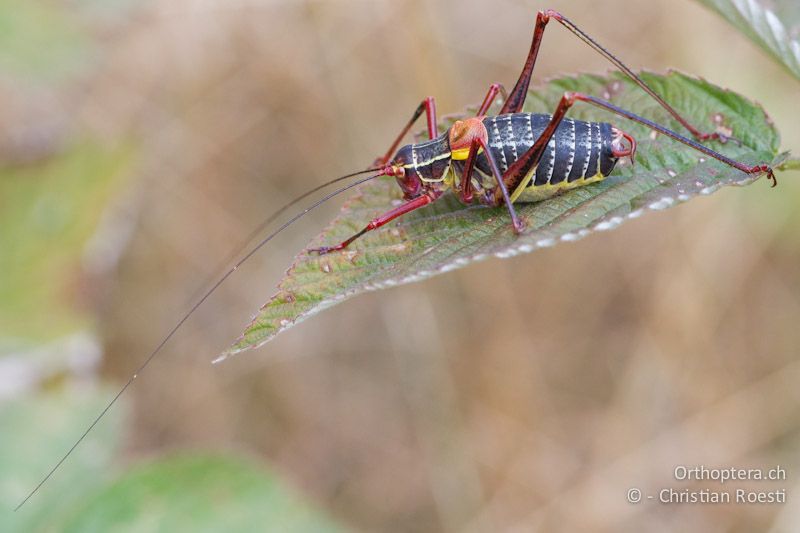 Barbitistes obtusus ♂ - CH, TI, Mt. Generoso, 18.08.2013