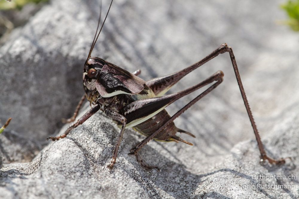 Männchen der Strauchschrecke Pholidoptera macedonica - Mt. Pangeon, 11.07.2012