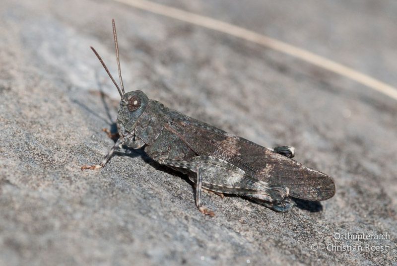 Oedipoda germanica ♂ - IT, Piemont, Pontechianale, 23.09.2009