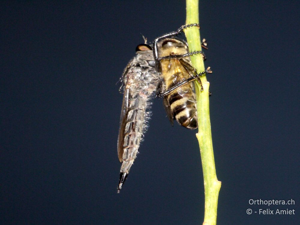 Raubfliege mit Apis - GR, Zentralmakedonien, Asprovalta, 05.07.2013