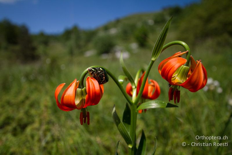 Krainer Lilie (Lilium carniolicum) - HR, Istrien, Učka, 11.06.2014