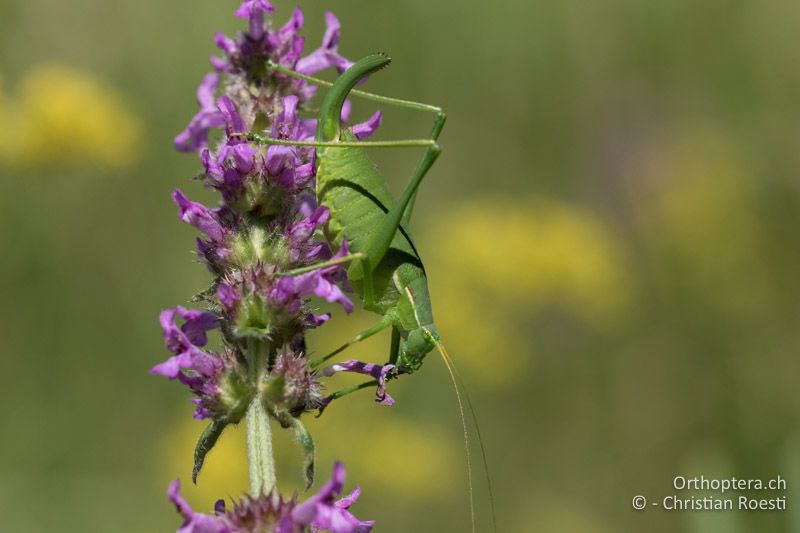 Isophya modesta ♀ - AT, Burgenland, Rohrbach bei Mattersburg, 05.07.2016