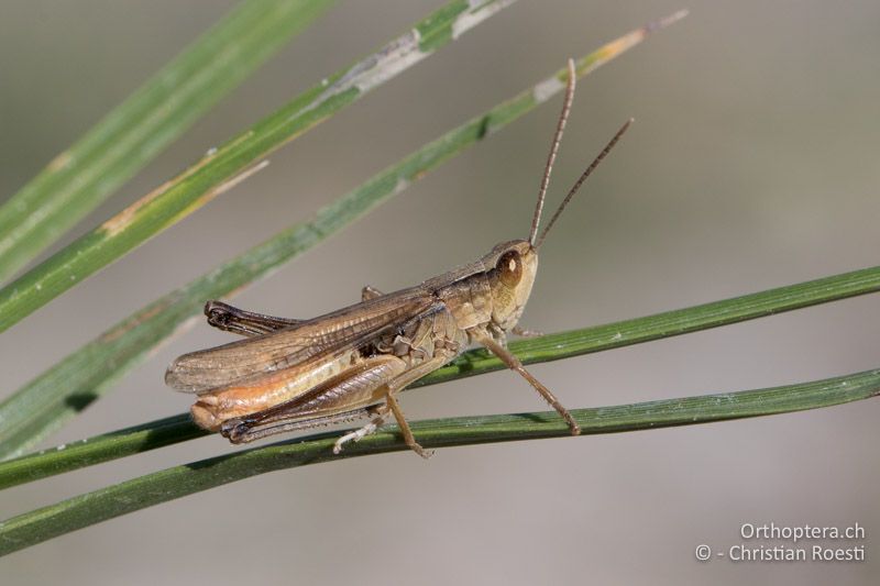 Chorthippus oschei ♂ - HU, Bács-Kiskun, Fülöpszállás, 07.07.2016