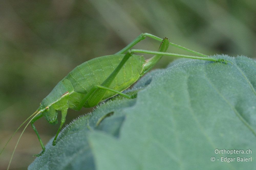 Isophya modestior ♀ - AT, Niederösterreich, Eichkogl bei Mödling, 07.07.2018