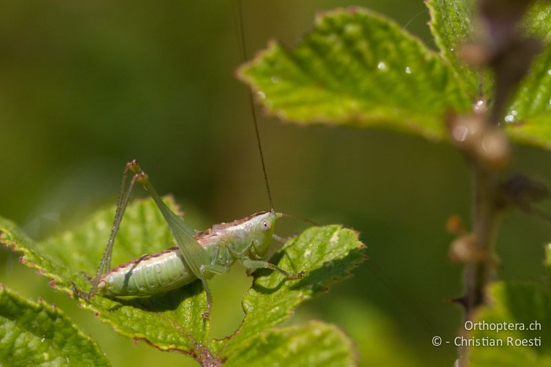 Conocephalus kisi ♂ - GR, Thessalien, Pefki, 12.07.2013