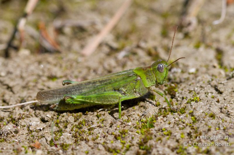 Epacromius tergestinus ponticus ♀ - CH, VS, Salgesch, 11.08.2013