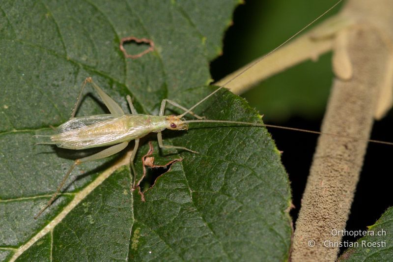 Oecanthus pellucens ♂ - CH, TI, Castel-San-Pietro, 02.09.2013