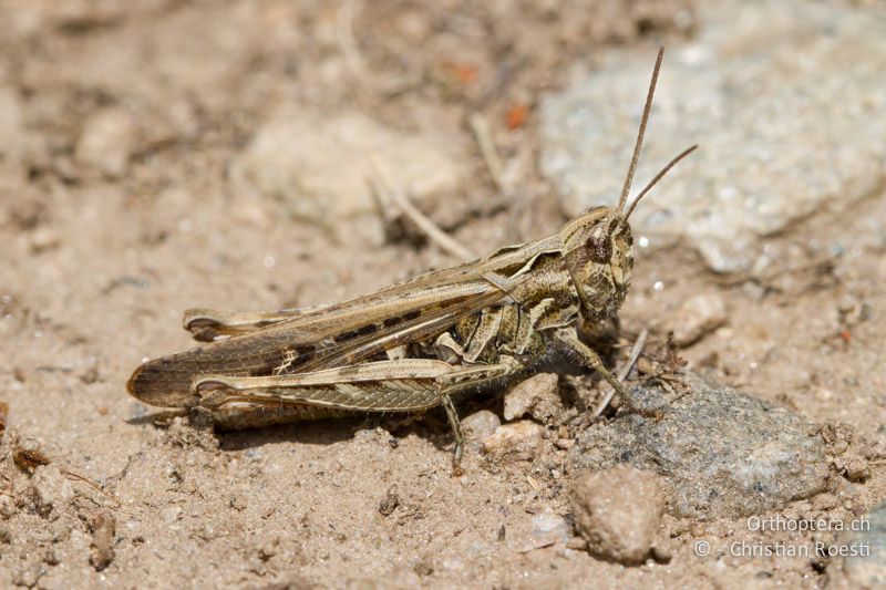 Chorthippus brunneus ♀ - CH, VS, Riederalp, 19.08.2011