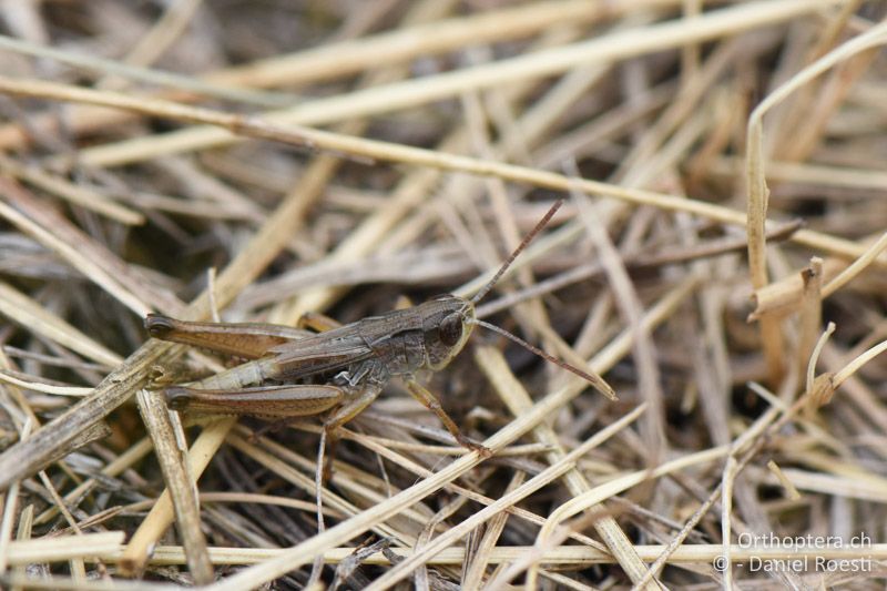 Stenobothrus crassipes ♂ - AT, Niederösterreich, Ebergassing, 08.07.2018