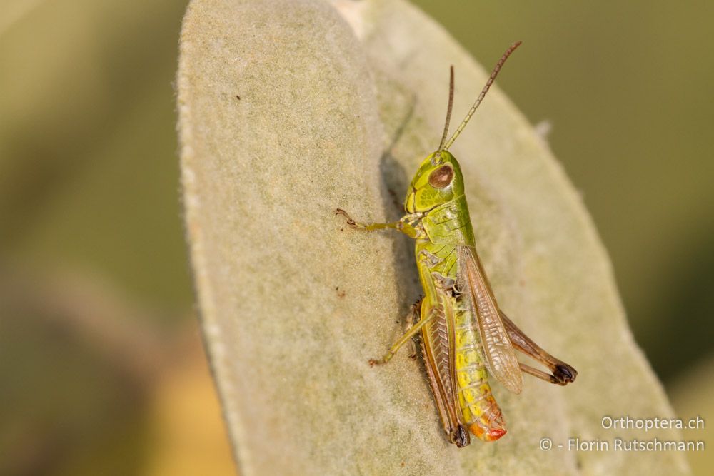 Chorthippus parallelus tenuis - Mt. Vernon, 22.07.2012