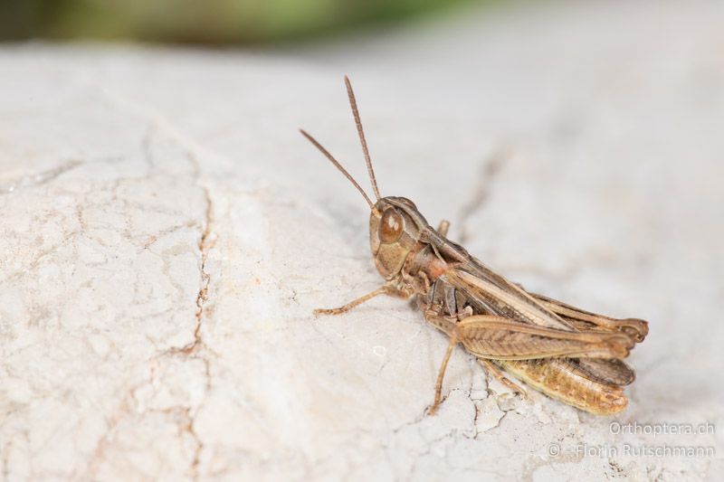 Omocestus petraeus ♂ - HR, Primorje-Gorski kotar, Cres, 29.07.2014