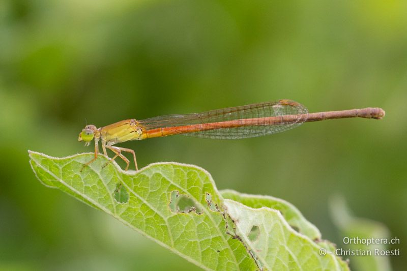 Ceriagrion glabrum, Common Citril ♀ - SA, Limpopo, Nylsvlei Nature Reserve, 29.12.2014