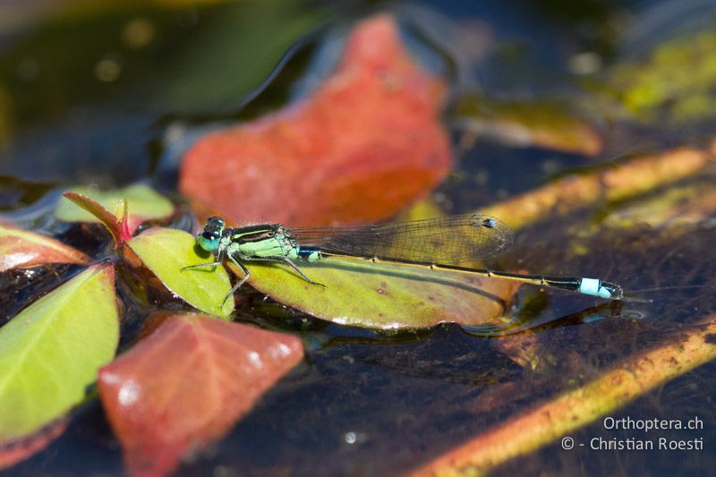 Ischnura senegalensis, Common Bluetail - SA, Limpopo, Nylsvlei Nature Reserve, 31.12.2014