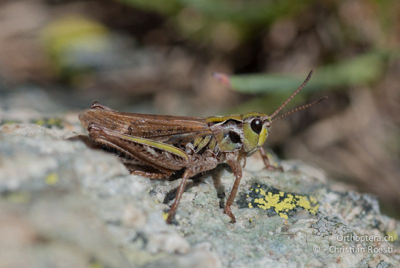 Aeropedellus variegatus ♂ - CH, GR, Muottas Muragl, 02.08.2008