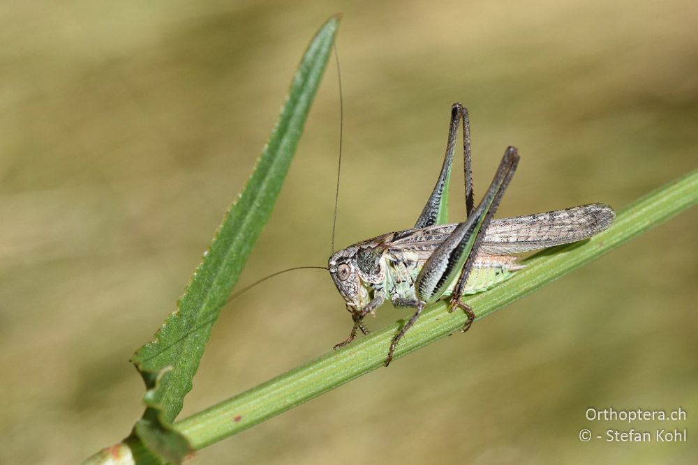 Platycleis grisea ♂ - BG, Blagoevgrad, Waldlichtung vor Raslog bei Bansko, 14.07.2018