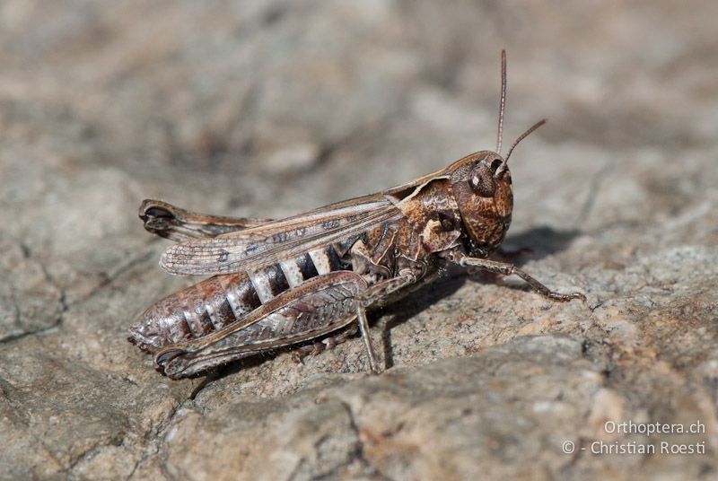 Omocestus haemorrhoidalis ♀ - FR, Pyrénées-Orientales, Osseja, 05.10.2010