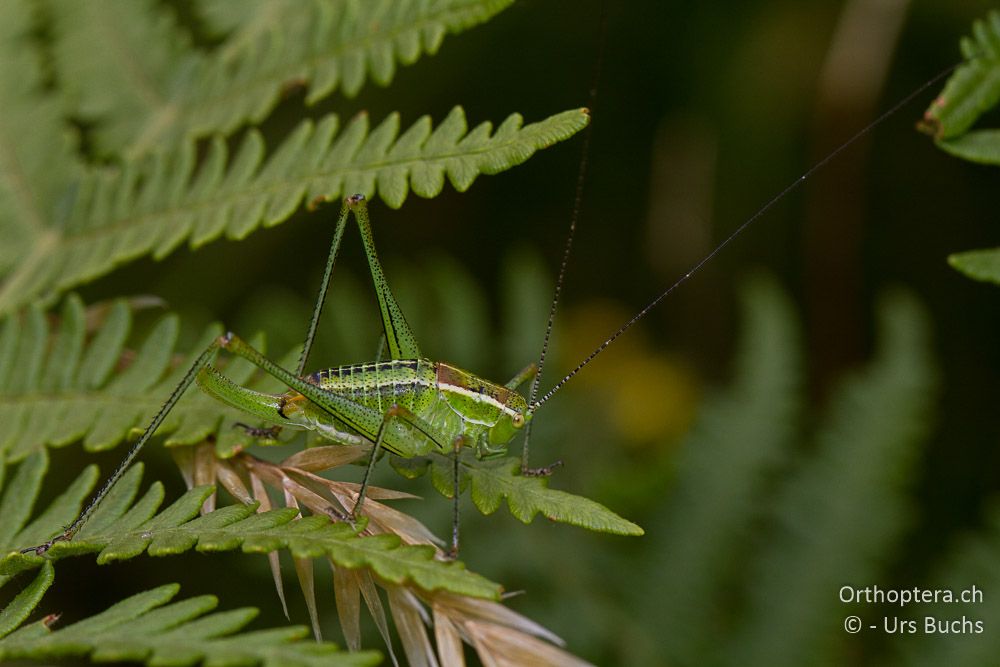 Poecilimon jonicus ♀ - GR, Westmakedonien, Mt. Vernon, 10.07.2013