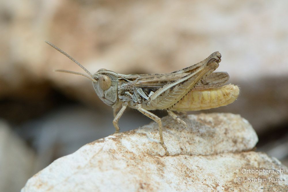 Omocestus petraeus ♂ - HR, Cres, Predošćica, 23.07.2015