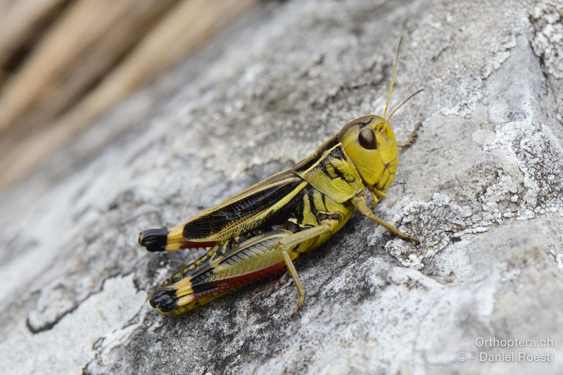 Arcyptera fusca ♀ - HR, Istrien, Dol, 24.07.2015