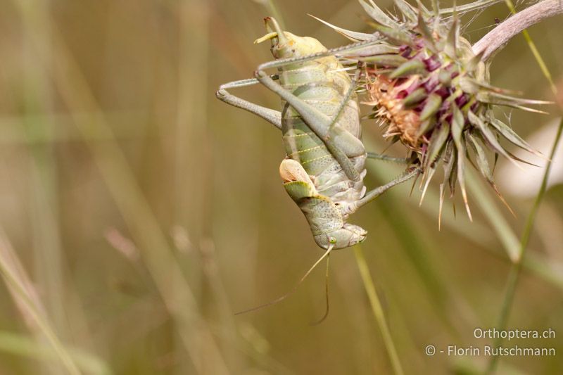 Polysarcus denticauda ♂ - HR, Primorje-Gorski Kotar, Ucka Nationalpark, 22.07.2010