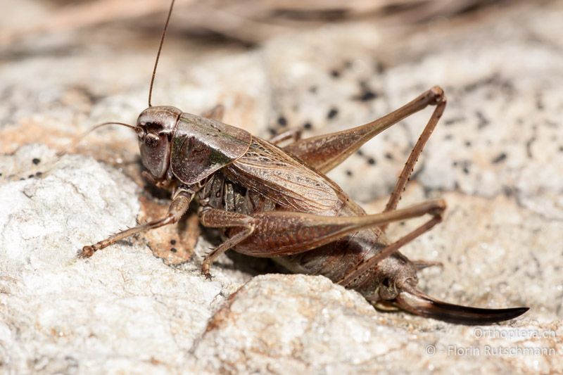 Metrioptera saussuriana ♀ - CH, TI, Mt. Tamaro, 29.08.2010