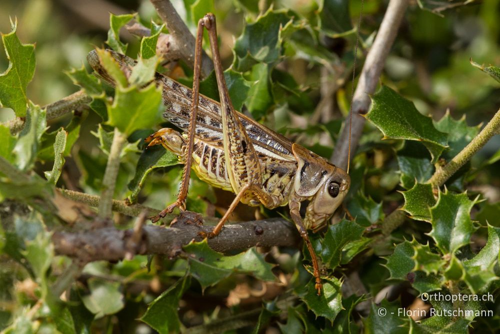 Weibchen des Südlichen Warzenbeissers (Decticus albifrons) mit deformierter Legeröhre - Meteora, 15.07.2011