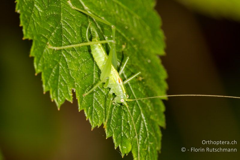 Meconema meridionale ♂ - CH, AG, Obersiggenthal, 02.09.2013