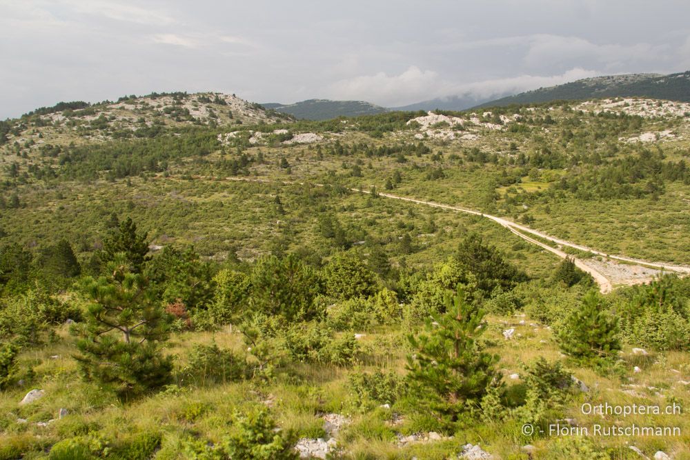 Ein paar Sonnenstrahlen vor dem nächsten Regen - HR, Lika-Senj, Velebit Nationalpark, 28.07.2014