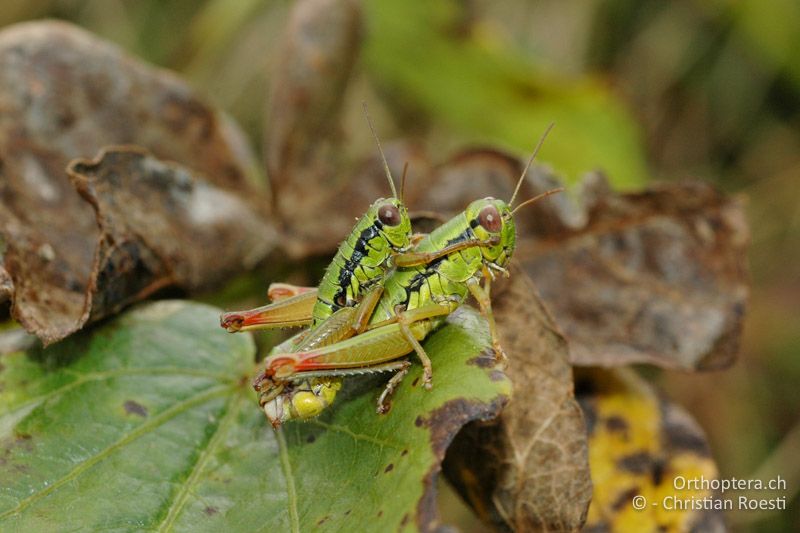 Paarung von Micropodisma salamandra -