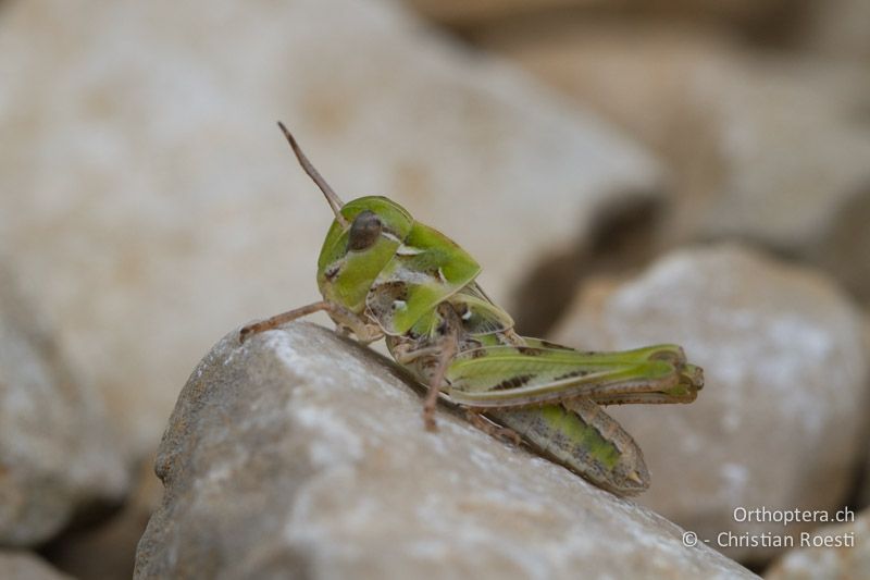 Oedaleus decorus ♀ im 4. Larvenstadium - HR, Istrien, Brovinje, 12.06.2014