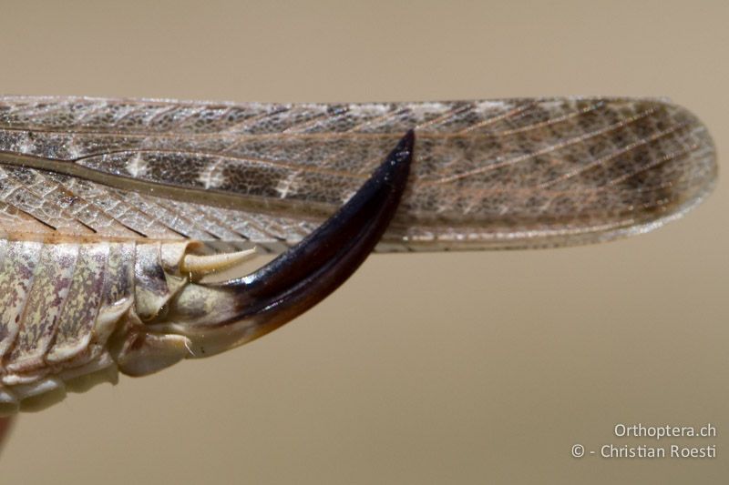 Hinterleibsende von Platycleis intermedia ♀ - FR, Plateau d'Aumelas, 11.07.2104