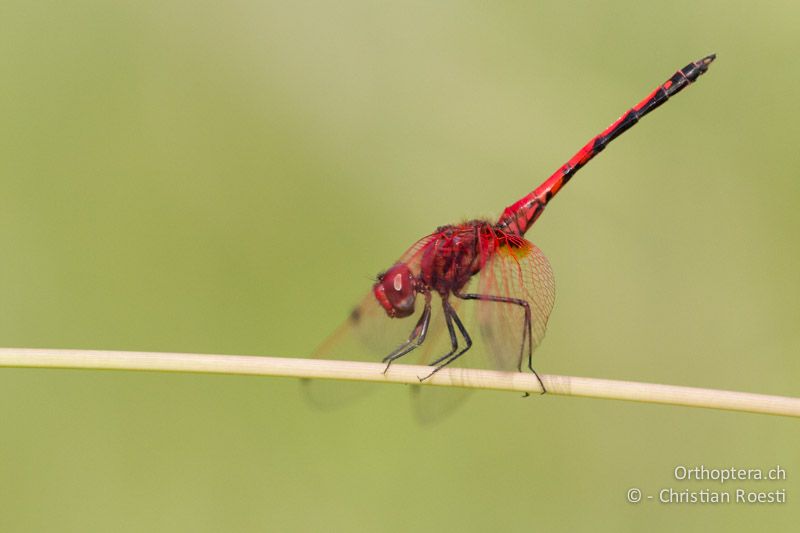 Trithemis arteriosa, Red-veined Dropwing ♂ - SA, Nort West, Rustenburg, Magaliesberg, 14.01.2015