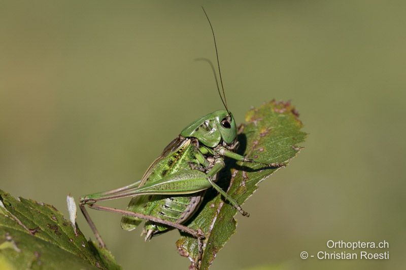 Singendes ♂ von Decticus verrucivorus - CH, BL, Lauwil, 24.08.2016