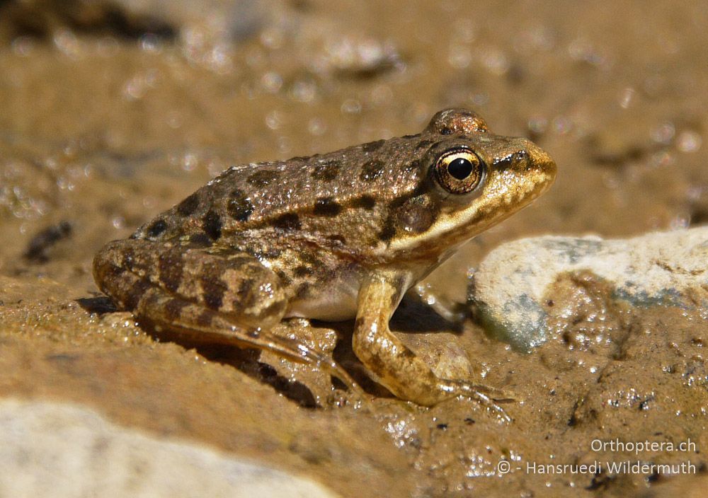 Balkan-Wasserfrosch (Pelophylax cf. kurtmuelleri) - GR, Zentralmakedonien, Bach bei Alistrati, 07.07.2013