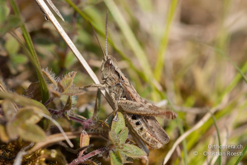 Chorthippus mollis ♂ - DE, Bayern, Gungolding, 06.08.2008