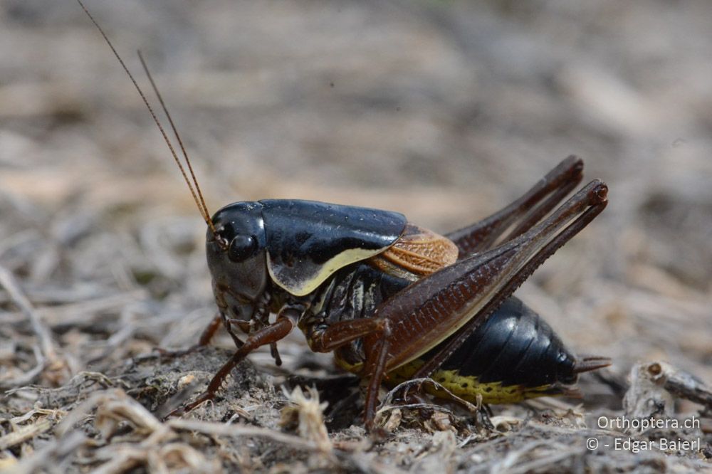 Pholidoptera brevipes ♂ - BG, Chaskowo, Matochina, 09.07.2018