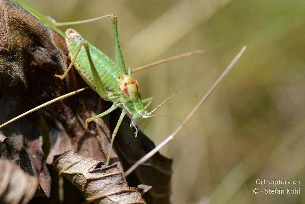 Poecilimon ampliatus ♂ - HR, Istrien, Brest, 25.07.2015