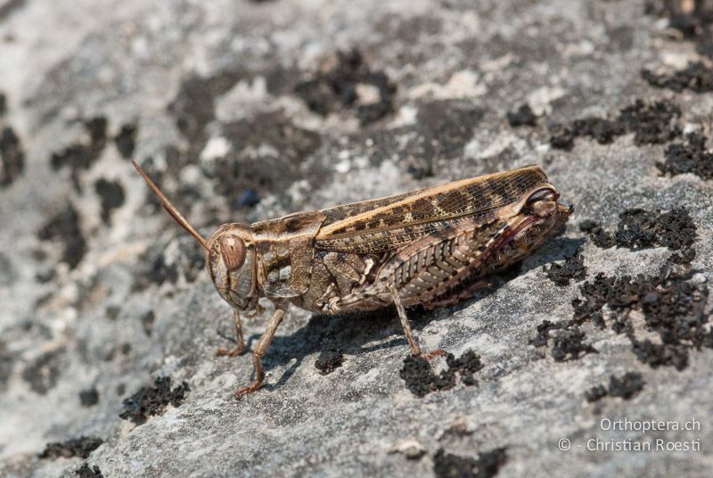 Calliptamus barbarus ♀ - FR, Ariège, Auzat, 10.08.2009