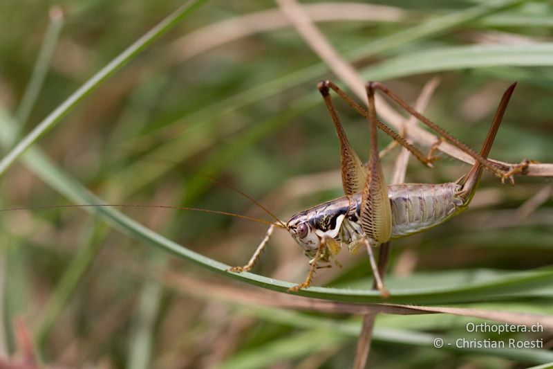 Pachytrachis striolatus ♀ - CH, TI, Mt. Caslano, 02.09.2013