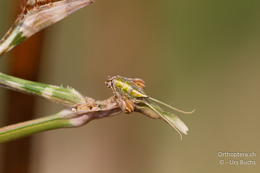 Empusa fasciata - GR, Zentralmakedonien, Mt. Hortiatis, 04.07.2013