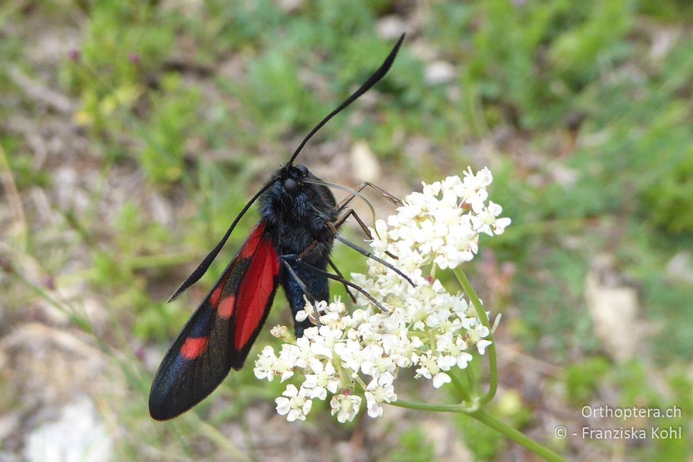 Kleewidderchen (Zygaena lonicerae) - BG, Blagoewgrad, Bergwiese bei Pass nach Pirin, 12.07.2018