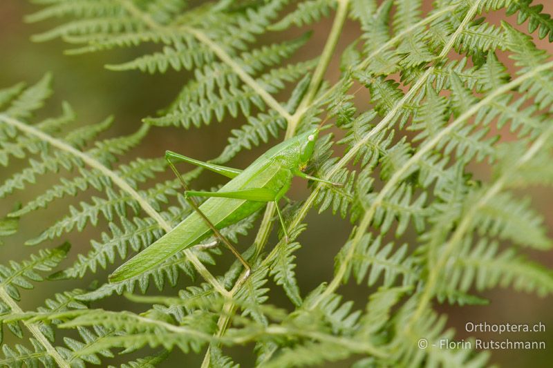 Ruspolia nitidula ♀ - CH, TI, Mugena, 18.09.2013