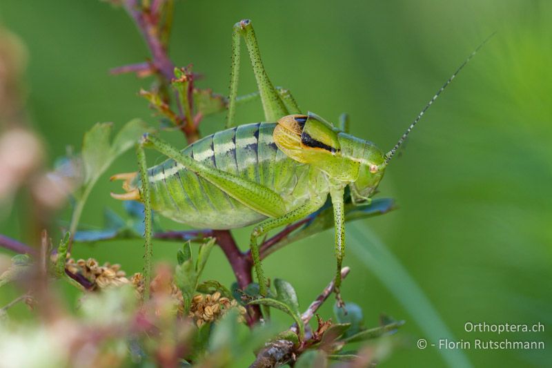 Poecilimon ornatus ♂ - HR, Istien, Mt. Učka, 11.06.2014