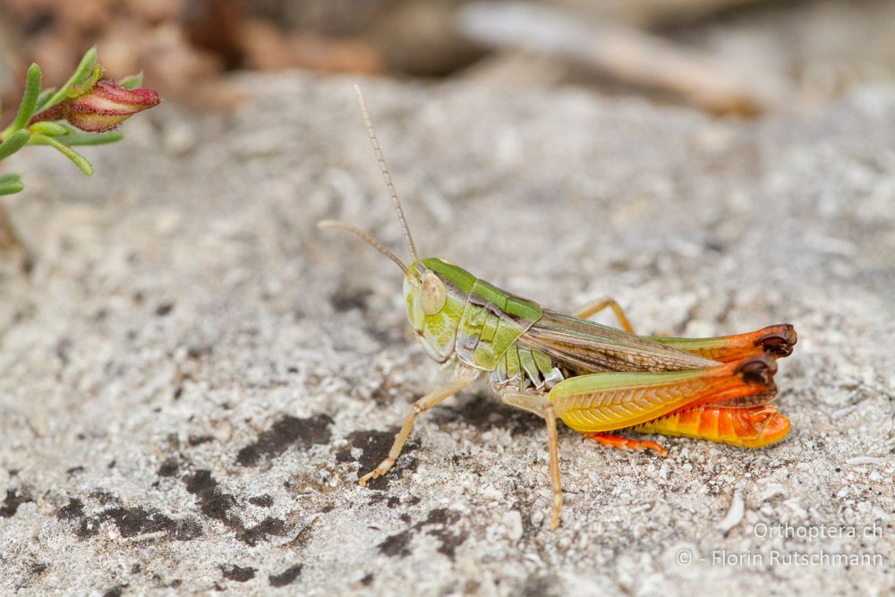 Stenobothrus fischeri Männchen - HR, Istrien, Herboki, 16.06.2014