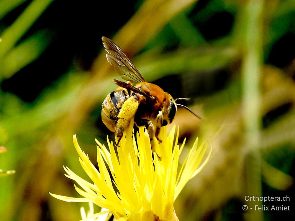 Eucera chrysopyga - GR, Zentralmakedonien, Kerkini-See, 08.07.2013