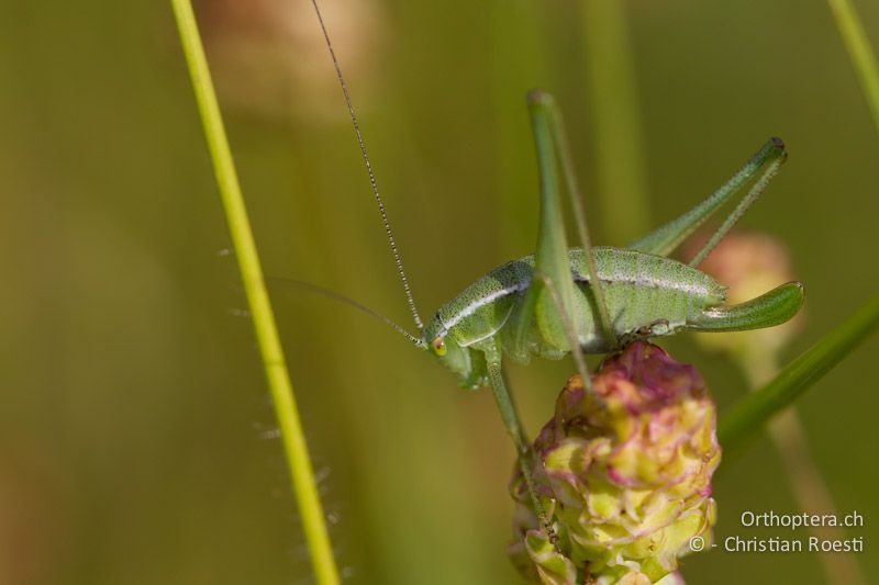 Poecilimon elegans ♀ im letzten Larvenstadium - HR, Istrien, Borinići, 02.06.2014